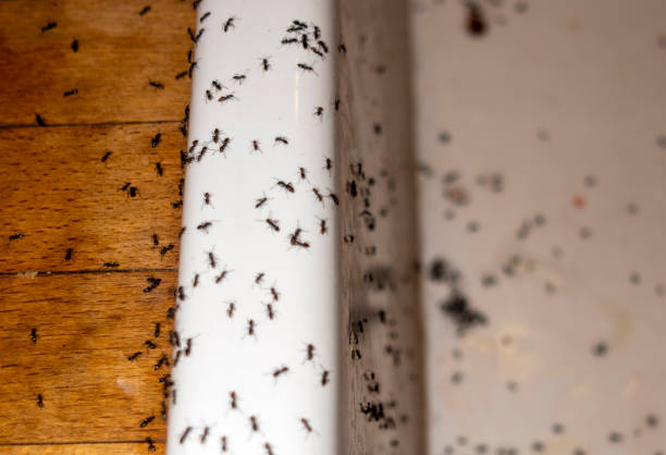 Trusted Lake Camelot, IL Pest Control Experts