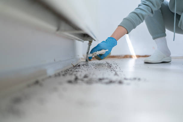 Best Rat Extermination Near Me  in Lake Camelot, IL